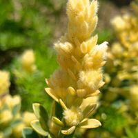 ロータス ブリムストーン,せんだい農業園芸センター,日曜ビタミンカラー♪,ほんわか♥️ほんのり,花咲く乙女たち♡の画像