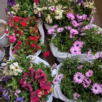 インパチェンス,ペチュニア,オステオスペルマム,ベランダの画像