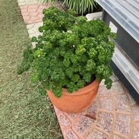 タツナミソウ,パセリ,ダイアンサス(なでしこ),タツナミソウ(立浪草),ダイアンサス　フルーリーアムール　ルージュの画像