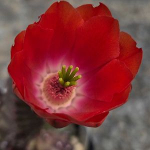 サボテン,桃太郎,エキノケレウス 桃太郎,花サボテン,サボテンの花の画像