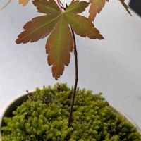 モミジ,椛,可愛い❤,石川県,苔(こけ)の画像