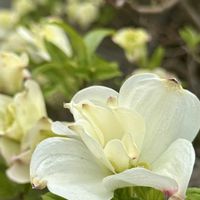 イカリソウ,シャガ,ハナミズキ,ホタルカズラ,ムラサキケマンの画像