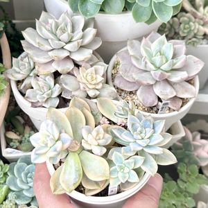 成長記録 朧月錦,成長記録 白牡丹錦,斑入り多肉,神奈川タニラー,多肉男子の画像