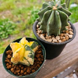 刺無王冠竜,増えすぎ,癒し,花のある暮らし,ついつい購入の画像