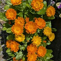 キンセンカ,ムルチコーレ,ガザニア ビクトンオレンジ,種まきの画像