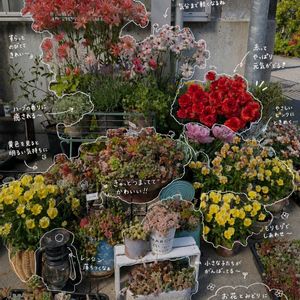 no green no life,植中毒,LOVE GREEN,みどりのある暮らし,萌え～❤の画像