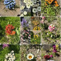 ガーベラ,ネモフィラ,金魚草,娘ちゃん❁⃘*.ﾟヽ(･∇･*)ｱﾘｶﾞﾄｳの画像