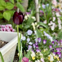 チューリップ,チューリップ クイーンオブナイトの画像