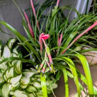 花木,植木鉢,花いろいろ,バラと夢CLUB,おうち園芸の画像