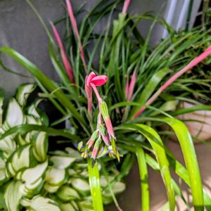 花木,植木鉢,花いろいろ,バラと夢CLUB,おうち園芸の画像