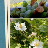 ノイバラ,ハオルチア・オブツーサの画像