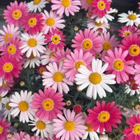 アネモネ,オダマキ,マーガレット,つなぐ、つながる,小さな庭の画像