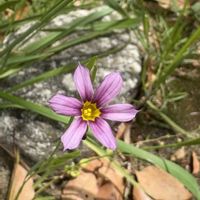 ニワゼキショウ,オヤブジラミ,ナワシロイチゴ,ノヂシャ,シラホシムグラの画像