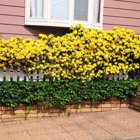 モッコウバラ,黄モッコウバラの画像