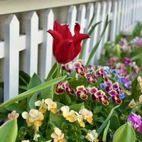 チューリップ,チューリップ・プリティウーマンの画像