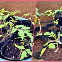 イチゴ,オクラ,ミニトマト,大玉トマト,ミョウガの画像