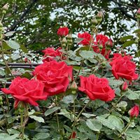 バラ,岐阜県,多肉男子,ばら バラ 薔薇,岐阜の画像