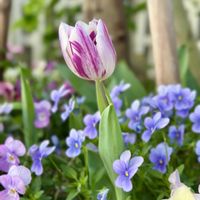 チューリップ,チューリップ フレーミング フラッグの画像