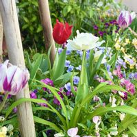 チューリップ,チューリップ・マウントタコマ,チューリップ フレーミング フラッグの画像