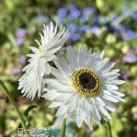 ルッコラ,ローダンセ,ワスレナグサ,ローダンセ　ピエロホワイト,お気に入り♡の画像