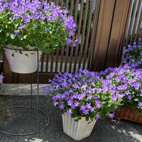 ベルフラワー,ベルフラワー,テラス,家庭菜園,ベランダの画像