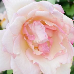 屋上ガーデン,薔薇♪,お花に癒されて❤️の画像