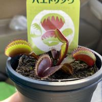 ハエトリソウ,食虫植物,おうち園芸の画像