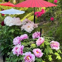 ツツジ,ボタン,牡丹,ぼたん(牡丹）,花手水（はなちょうず）の画像