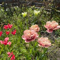 チューリップ,原種系チューリップ,小さな庭の画像