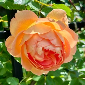 バラ,ルブス　サンシャインスプレンダー,アプリコットキャンディ,レディオブシャーロット,バラ春風の画像