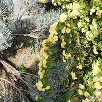 モッコウバラの画像