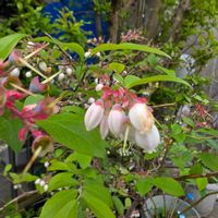 ブルーベリー,マリーゴールド,チーム岐阜の画像