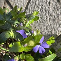 シラネアオイ,ヒヤシンス,小さな幸せ,優しい気持ち,ピンカミノールの画像