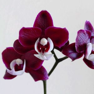 コチョウラン,ファレノプシス,胡蝶蘭,ミディ胡蝶蘭,ファレノプシス シレリアナの画像