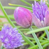 チャイブ,お花に癒されて❤️の画像