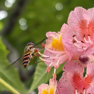 バラ,ベニバナトチノキ,マロニエ,バーガンディ･アイスバーグ,バラ　るるの画像