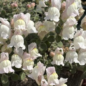 キンギョソウ,キンギョソウ　アールグレイ,キンギョソウ　アールグレイ,クラスペディア グロボーサ,クラスぺデイアの画像