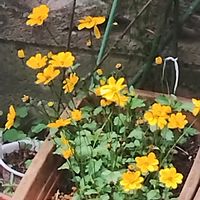 ビデンスの画像