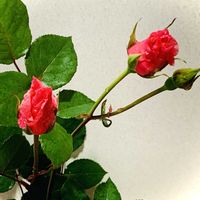 バラ,バラ,花のある暮らし,お花を楽しむ,庭の画像
