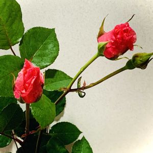 バラ,バラ,花のある暮らし,お花を楽しむ,庭の画像