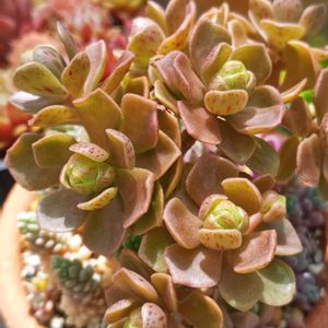 チョコチップ,多肉中毒,ベランダ多肉,タニラー,多肉女子の画像