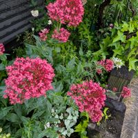 ラミウム,セントランサス,花のある暮らし,２０２０年５月同期の画像