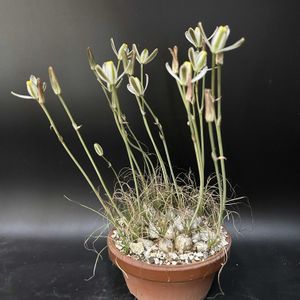 多肉植物,珍奇植物,ケープバルブ,ビザールプランツ,冬型球根の画像