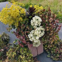 ユーフォルビアの画像