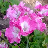 ペラルゴニウムの画像