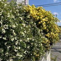 モッコウバラ,黄色と白のモッコウバラ,モッコウバラ（木香薔薇）,✨白✨,✨白✨の画像