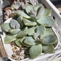 虹の玉,姫秀麗,桜牡丹, ブロンズ姫,多肉葉挿しの画像