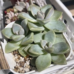 虹の玉,姫秀麗,桜牡丹, ブロンズ姫,多肉葉挿しの画像