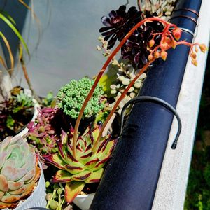 エボニー,ストリクチフローラ ノヴァ,多肉植物,観葉植物,エケベリア属の画像