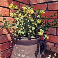 オレガノ ケントビューティーの画像